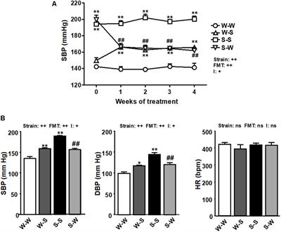 Critical Role of the Interaction Gut Microbiota – Sympathetic Nervous System in the Regulation of Blood Pressure